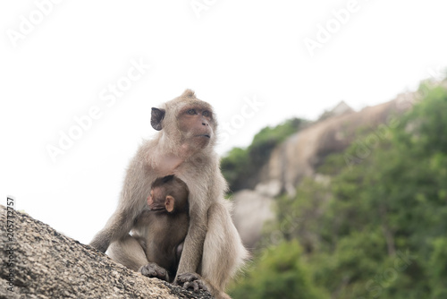 Baby monkey hugging her mother monkey. © fotolismthai