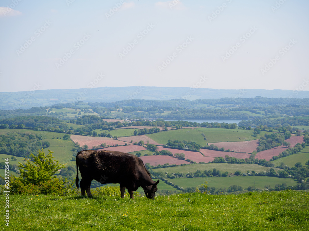 Naklejka Black cow grazing in a field in Pontypool, South Wales