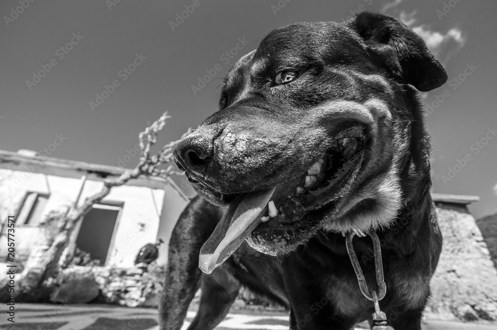 Obraz premium Cute Puppies 