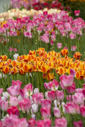 Tulip Flower background