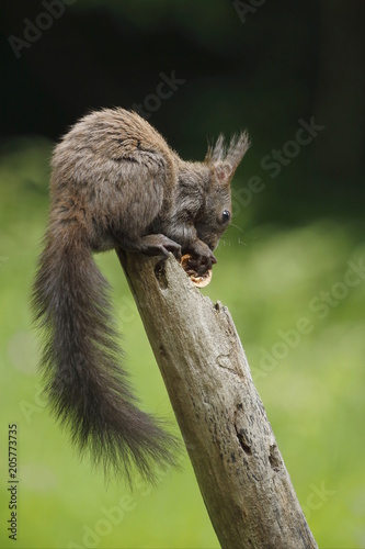 Scoiattolo rosso (Sciurus vulgaris)