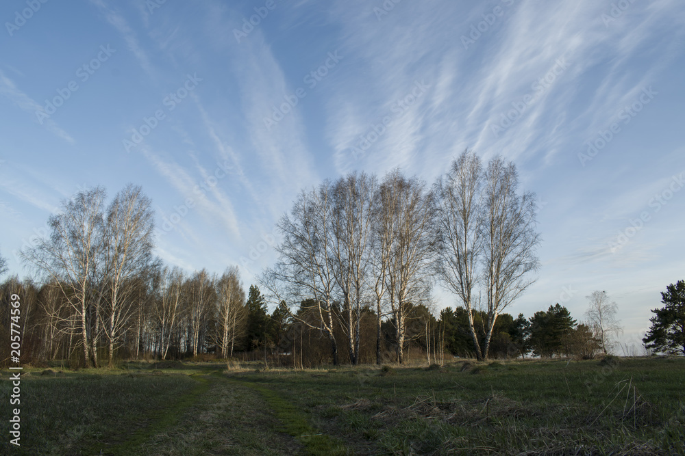 Sky and birches