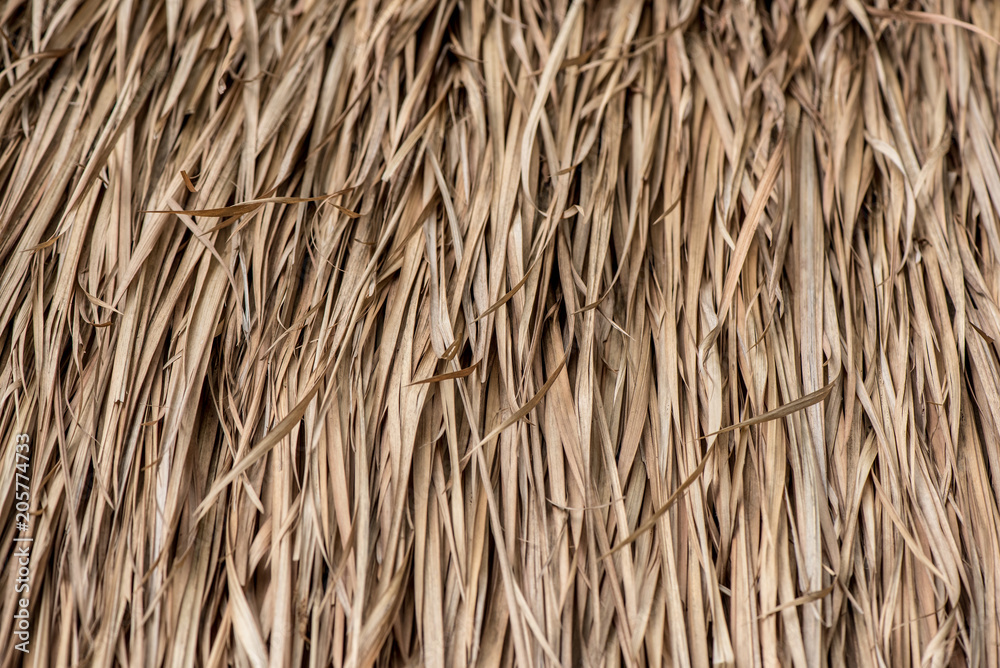 Dry palm Leaf texture background made from Roof Dry palm Leaf texture background made from Roof