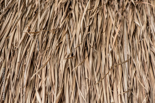 Dry palm Leaf texture background made from Roof 