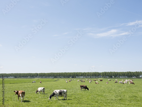 vast meadow area with black and white cows in green grassy field between Amsterdam and Utrecht on sunny day in spring