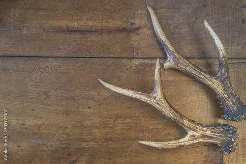 Hunting season concept: deer antlers on wooden background with copy space