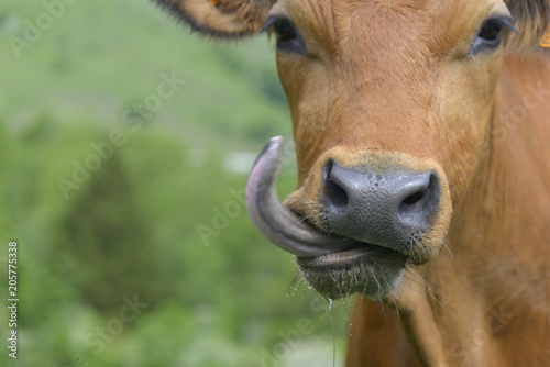 funny portrait of a cow sticking out the tongue 