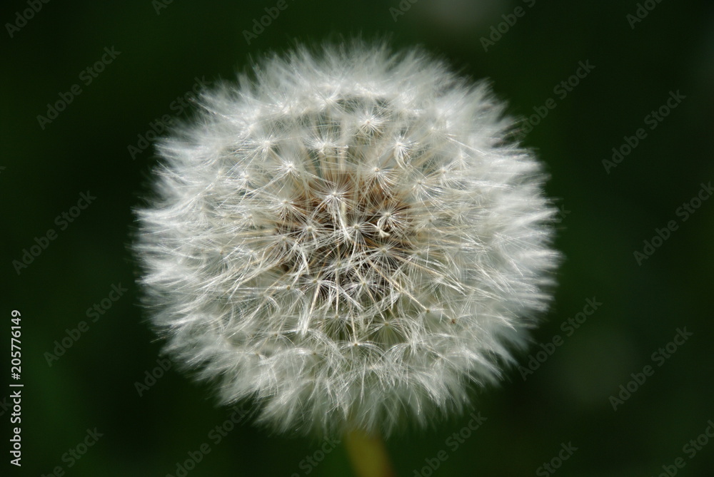 Pusteblume Löwenzahn 409 Nahaufnahme Pusteblume Löwenzahn 409 Nahaufnahme