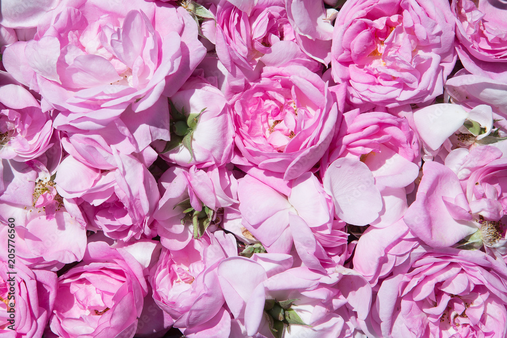Naklejka premium tea rose petals. Industrial Cultivation of Oil Bearing Rose