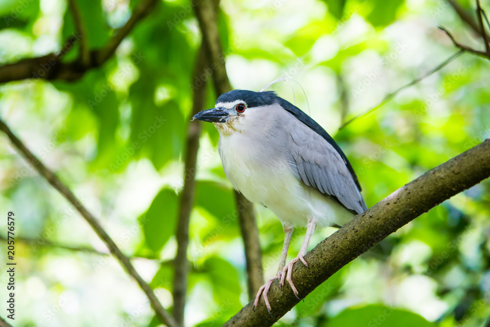Bird in the zoo Bird in the zoo
