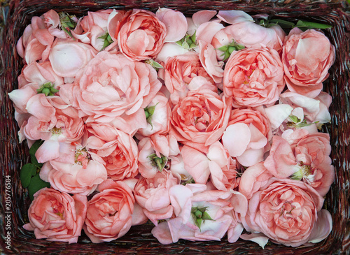 Fototapeta Naklejka Na Ścianę i Meble -  Rose oil production. Industrial Cultivation of Oil Bearing Rose