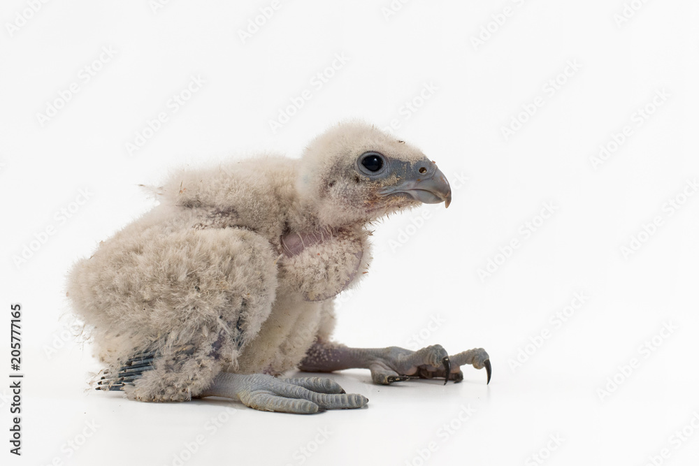 Chick Saker Falcon (Falco cherrug) on white background. 10 days old. Chick Saker Falcon (Falco cherrug) on white background. 10 days old.