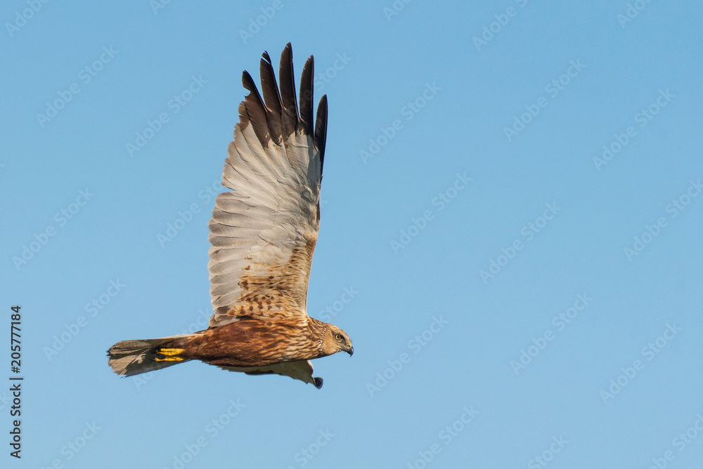 Birds of prey - Marsh Harrier (Circus aeruginosus) in fly