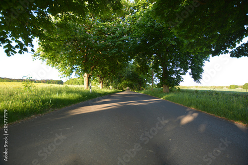 Allee - Kastanienallee. Wreechen - Putbus auf Rügen photo