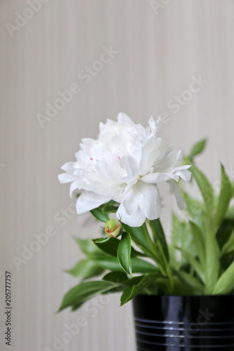 a bouquet of blossom white flower peony on the white background in the end of spring and begining of the summer