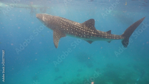 Whale Shark swimming in the clear blue water. Rhincodon typus. Whale shark underwater. Philippines, Oslob.. Wonderful and beautiful underwater world.