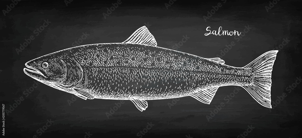 Fototapeta premium Chalk sketch of salmon
