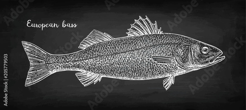 Chalk sketch of sea bass