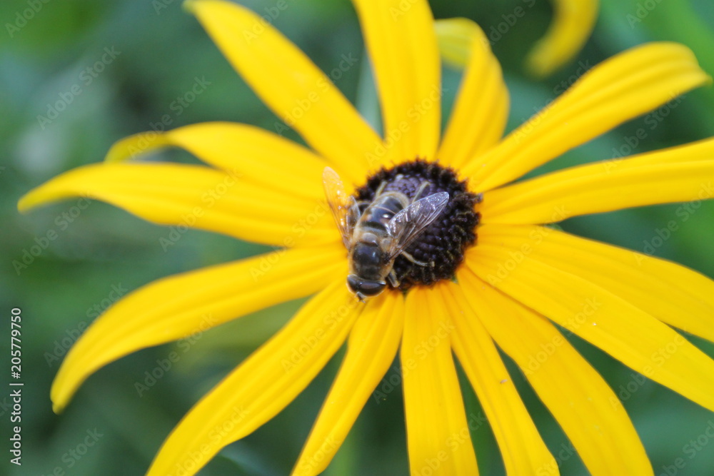 Sonnenhut mit Insekt