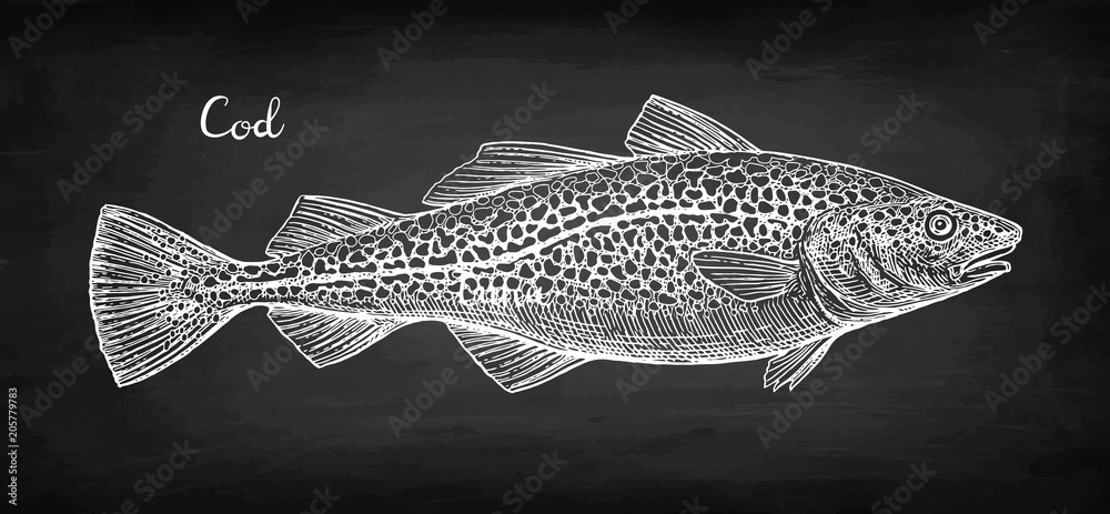 Naklejka premium Chalk sketch of cod fish