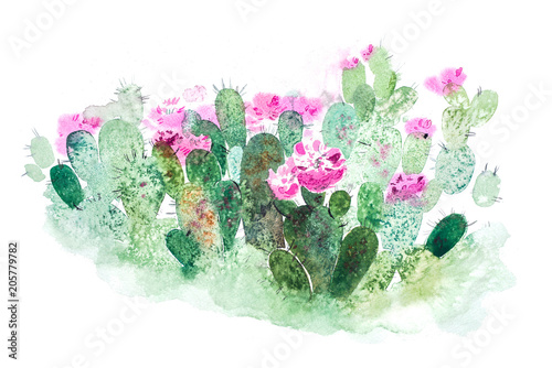 Fototapeta Naklejka Na Ścianę i Meble -  Watercolor hand drawn spiky cactus bloom flower