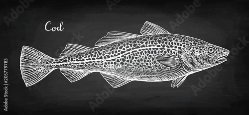 Chalk sketch of cod fish