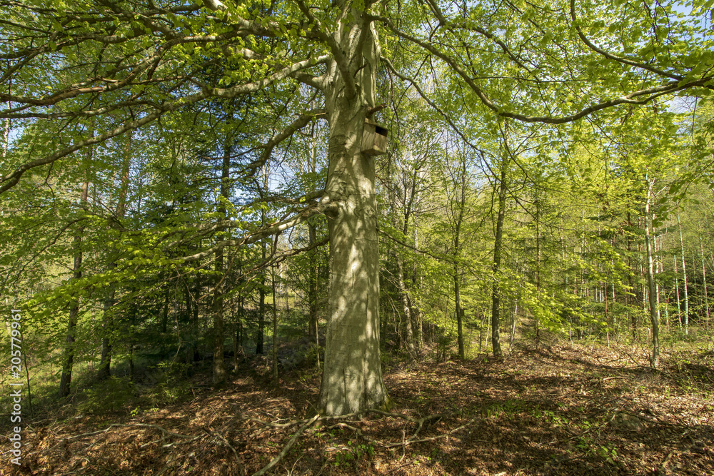 Fototapeta premium In woods and fields