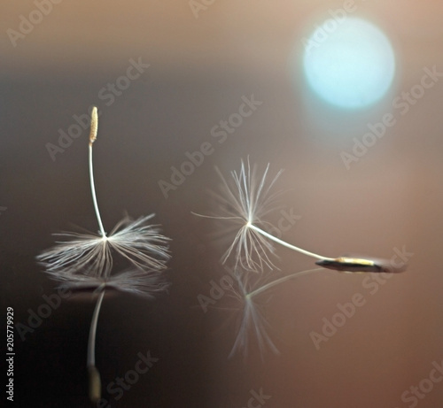 Dandelion seeds with reflection and bokeh photo