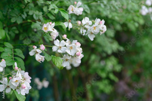 small white wild rose flowers