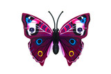 Beautiful colored butterfly