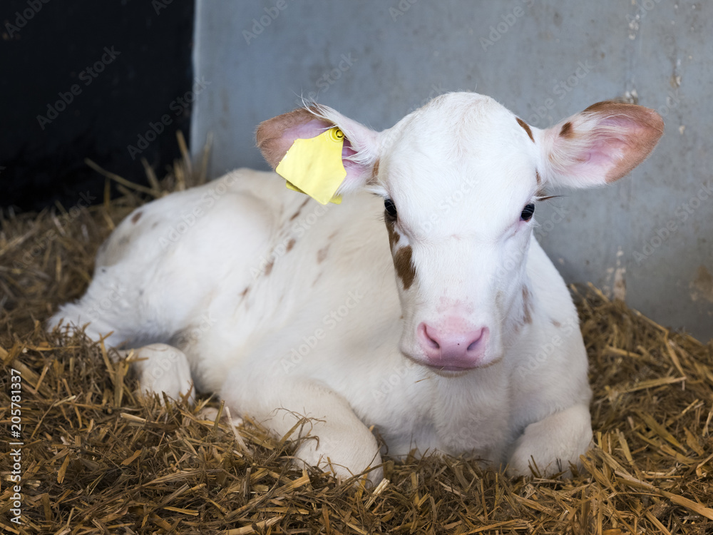 Fototapeta premium almost completely white young newborn calf on straw in barn on dutch farm in the netherlands