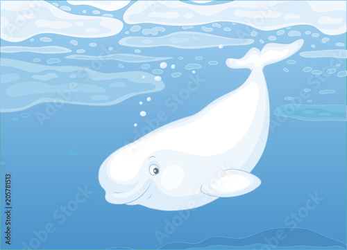 Beluga whale swimming among drifting ice floes in blue water of a polar sea, vector illustration in a cartoon style