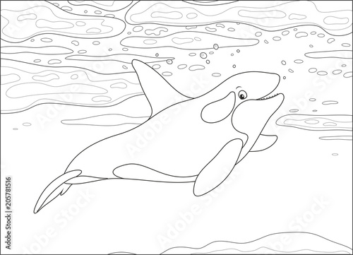 Killer whale swimming among drifting ice floes in a polar sea, black and white vector illustration in a cartoon style for a coloring book