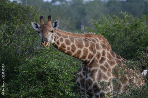 Giraffe