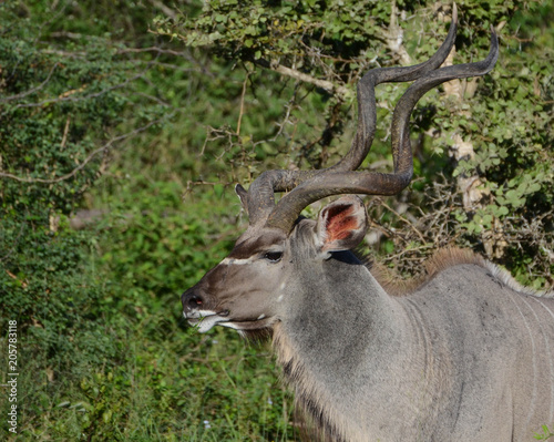 King Kudu