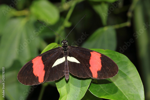 Photos Tropical butterfly dido longwing on the leaf