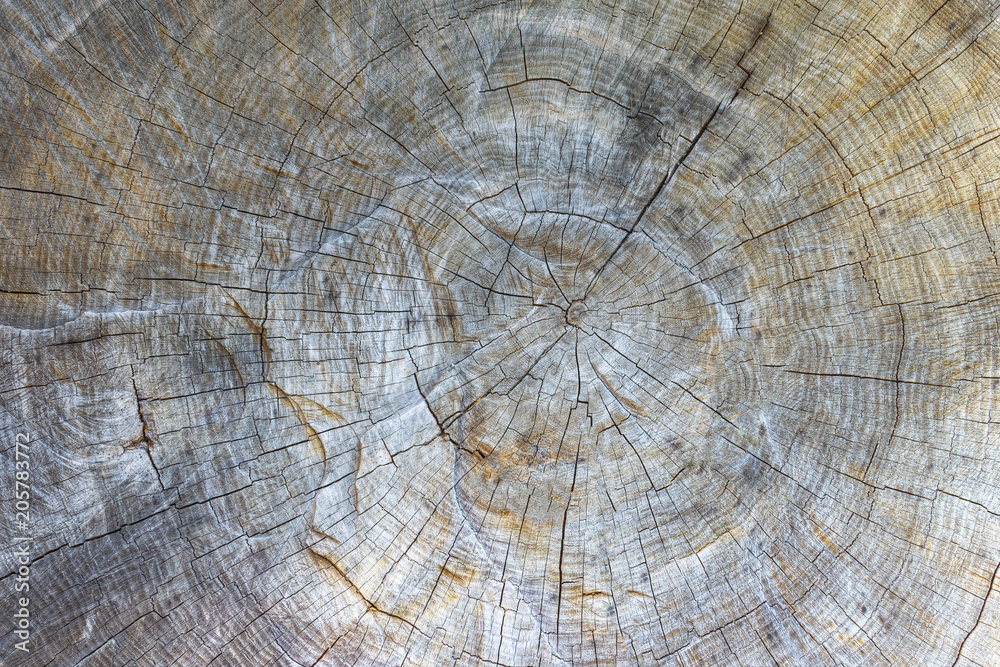 Old tree trunk. Texture of wood. Old tree trunk. Texture of wood.