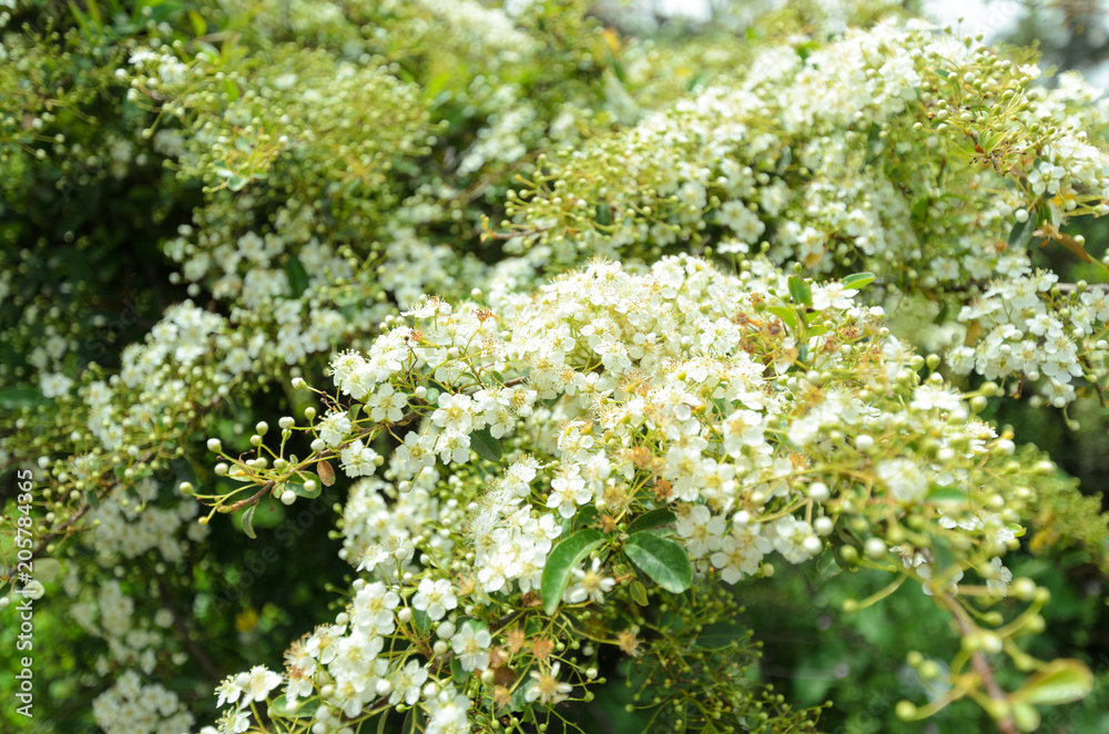 Branches of a young blossoming bird cherry. Beauty in nature. Spring morning. Branches of a young blossoming bird cherry. Beauty in nature. Spring morning.
