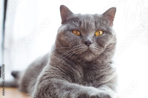 Fototapeta Naklejka Na Ścianę i Meble -  Portrait of a british shorthair cat with expressive orange eyes on window background indoors