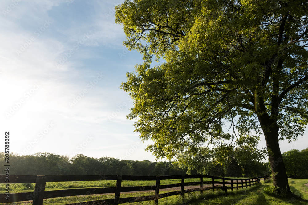 Big Oak Tree on a Country Lane Big Oak Tree on a Country Lane