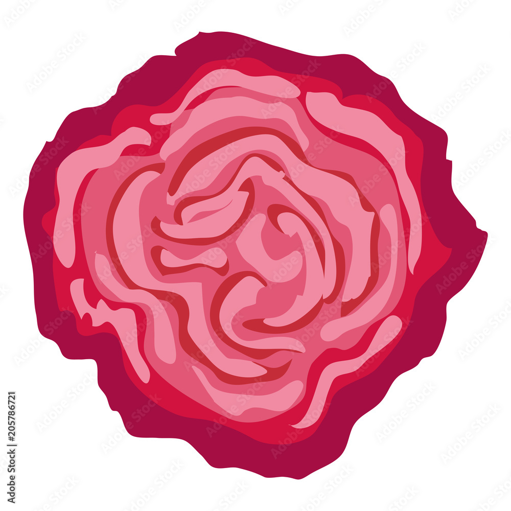 beautiful rose flower decorative vector illustration design beautiful rose flower decorative vector illustration design