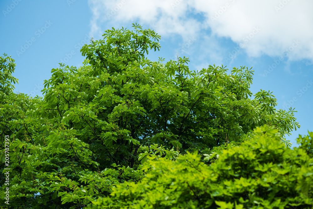 Fototapeta premium the sky above the trees in the forest