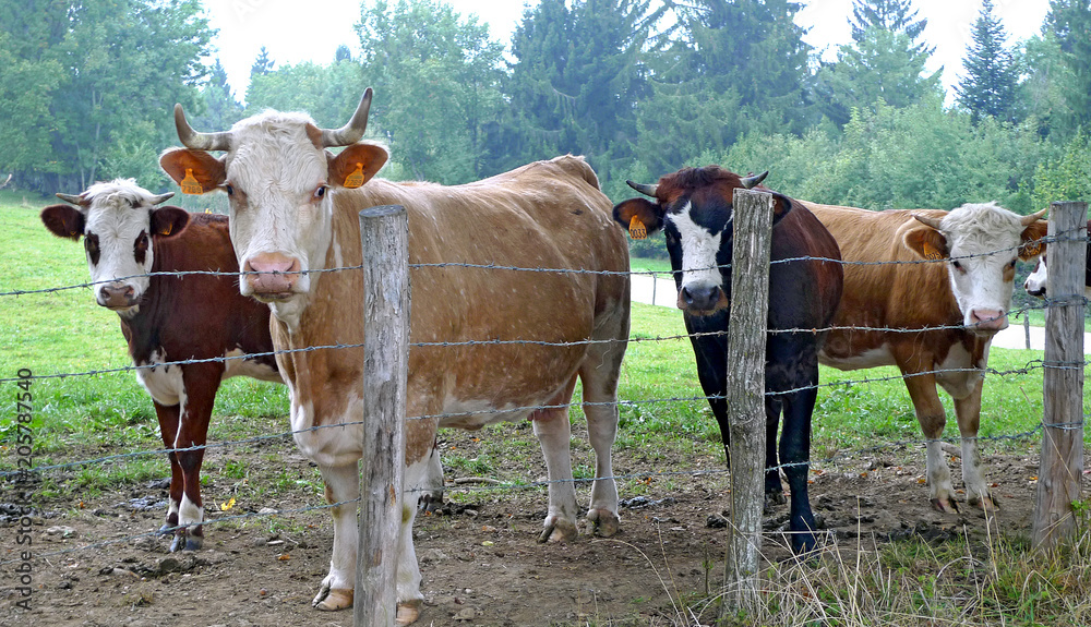 Cows in the field, in (stolen freedom) 