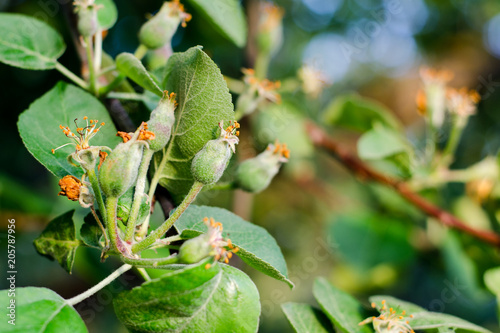 Small young ovary apples. The concept of gardening, DIY, fruit growing without GMO, naturalness and utility. photo
