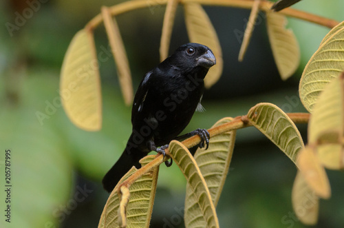 Variable Seedeater (Sporophila corvina), Horquetas near Sarapiqui river, Costa Rica photo