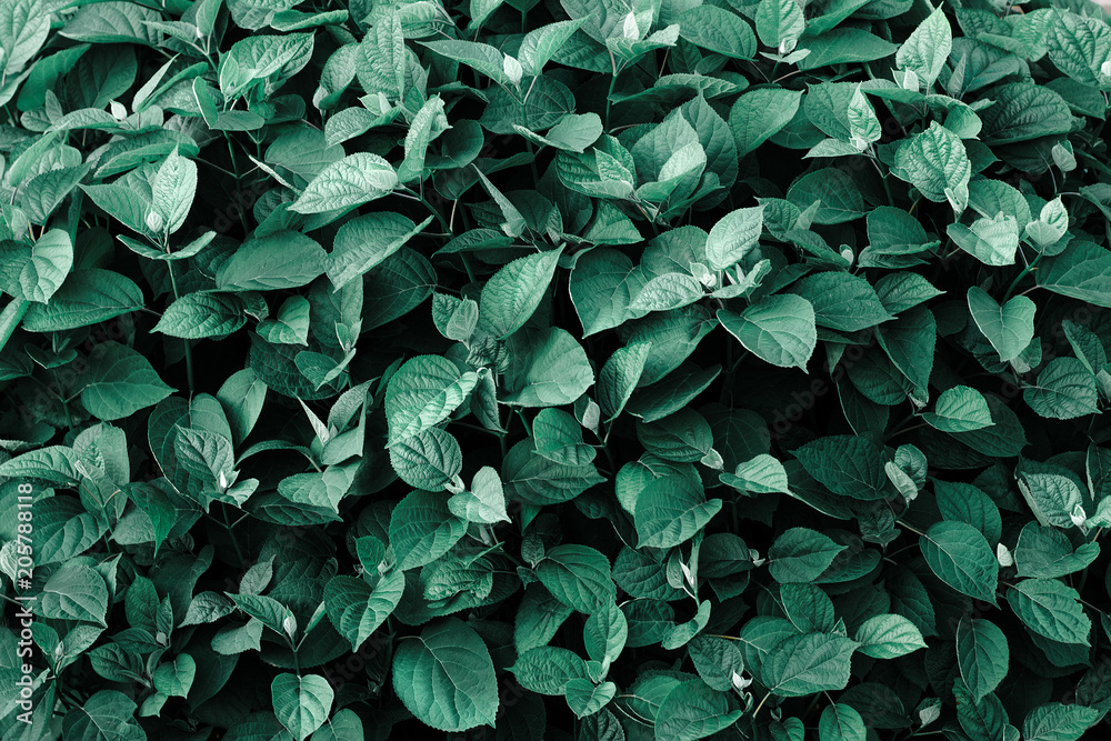 Natural plant background of leaves Natural plant background of leaves