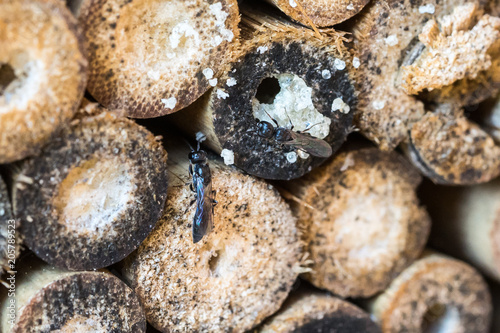 Closeup of Two Masked Bees (prob. Hylaeus Spec.) at old Insect Hotel