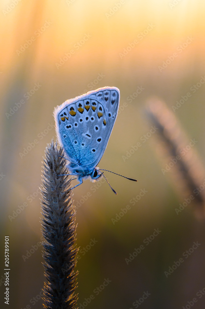 Fototapeta premium Butterfly azure sits on a dry grass