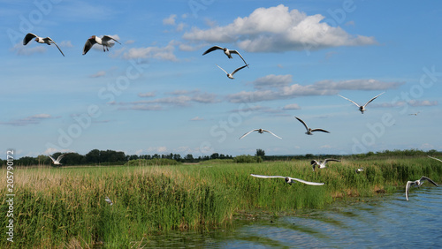 Flock of the black-headed gull (Chroicocephalus ridibundus) flying over the Druzno Lake, Poland.