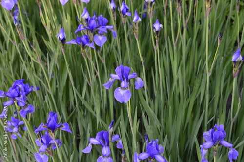 Siberian iris with deep blue ornamental flowers